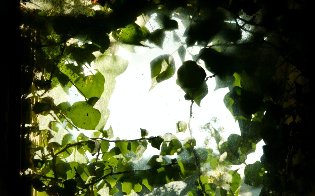 How To Deal With Encroachments On Common Property