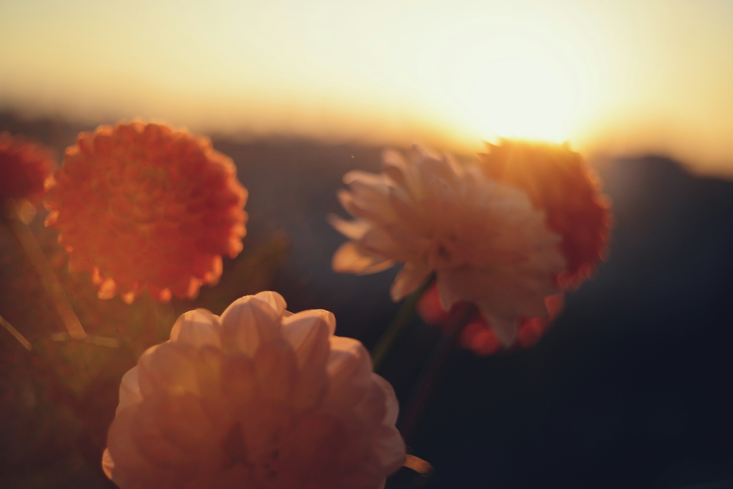 The ‘Gig Economy’: Fair Work continuing to focus on the sham contract The ‘Gig Economy’: Fair Work continuing to focus on the sham contract