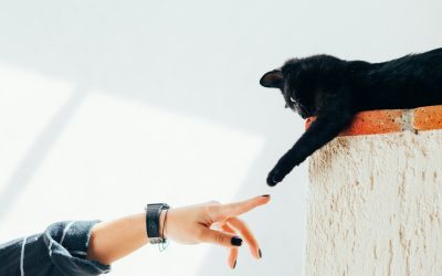 Are Pets Allowed In Company Title Buildings?