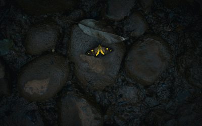 What to look for in your executive employment contract