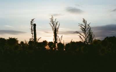 Mandatory policy requirements under whistleblower laws