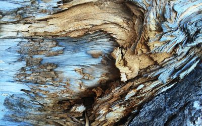 Next steps after receiving a notice regarding Green Skills Australia