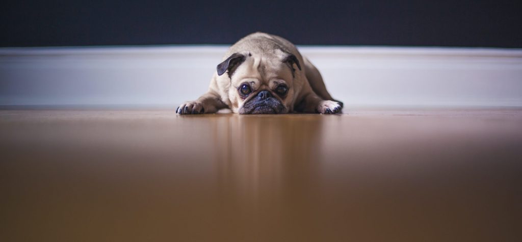 Pets and strata schemes