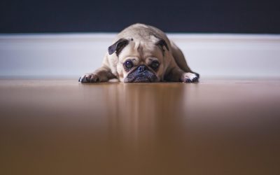 Are pets allowed in a strata scheme? The ever evolving legal position and an update