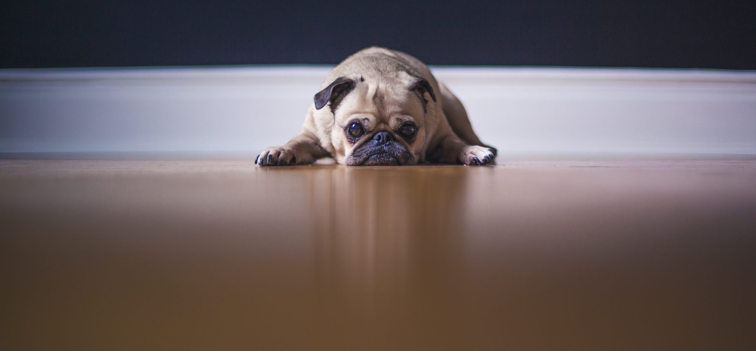 Pets and strata schemes Pets and strata schemes