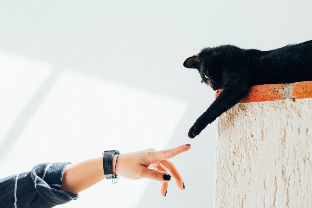 Landmark decision in the Court of Appeal in the Supreme Court of New South Wales - Pets in strata title