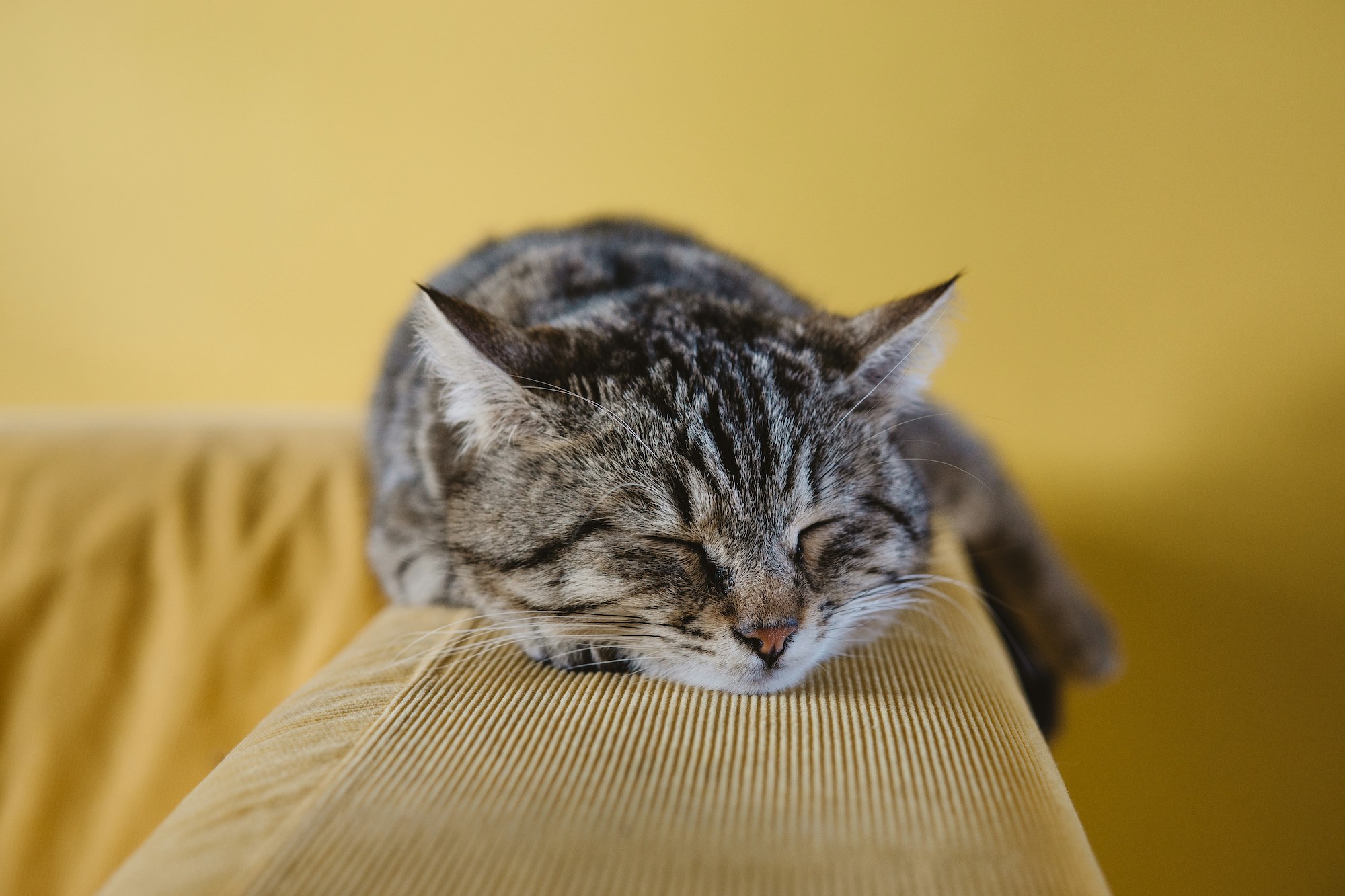 What is a Pet Policy and why does my Company Title building need one?